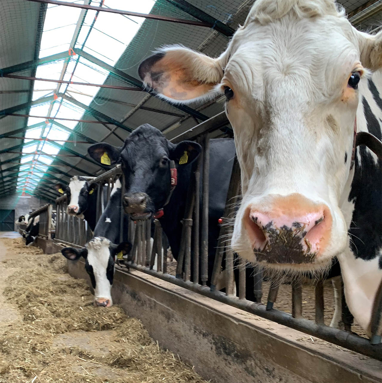 Lichtstraat in een stal 2